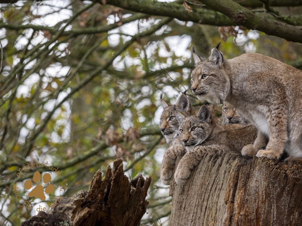 Europ_ischer_Luchs_C040188