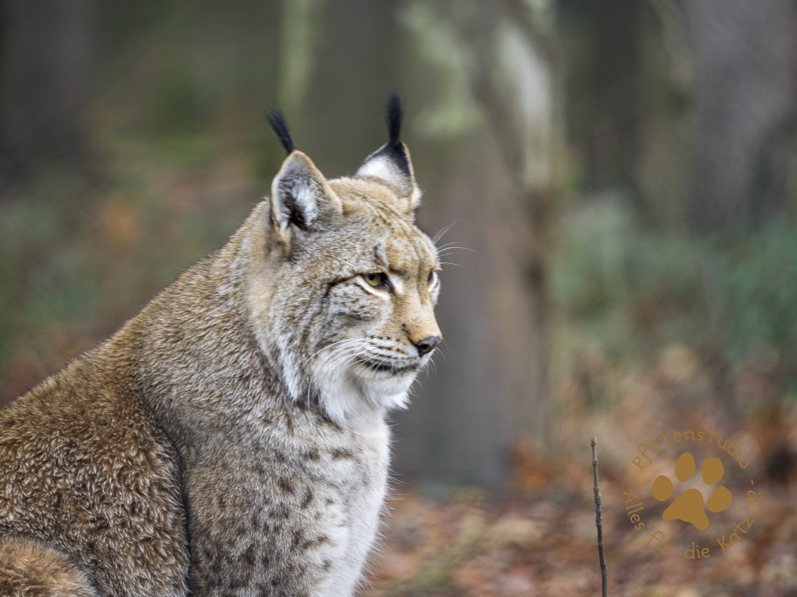 Europ_ischer_Luchs_C140111-2