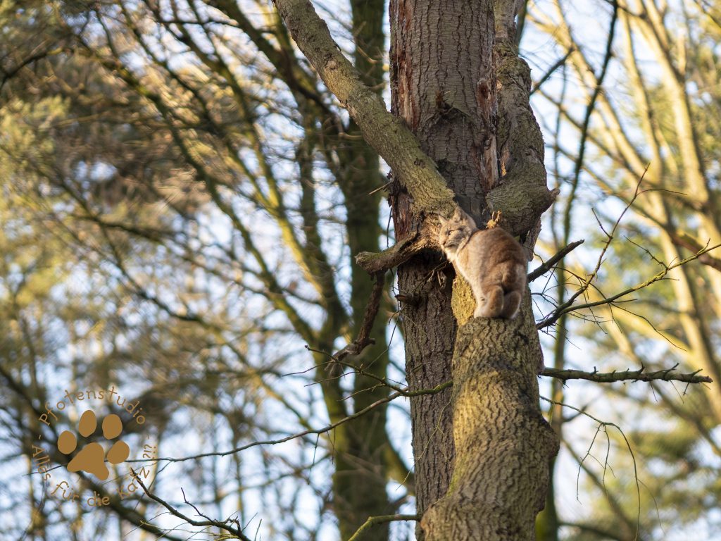 Europ_ischer_Luchs_C180508