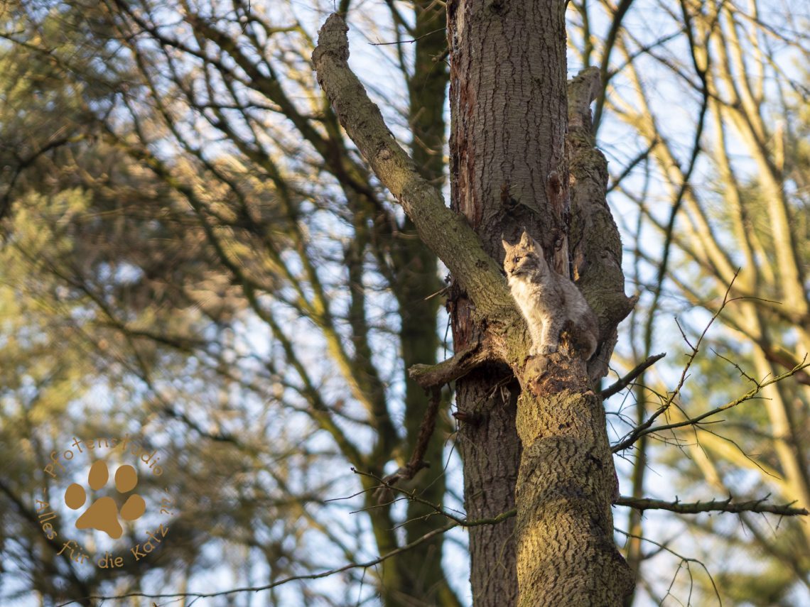 Europ_ischer_Luchs_C180515