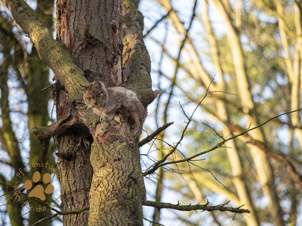 Europ_ischer_Luchs_C180523