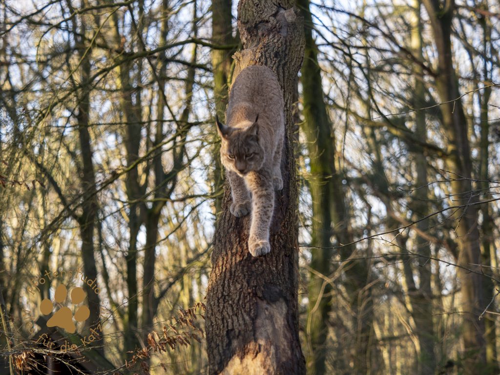 Europ_ischer_Luchs_C180535