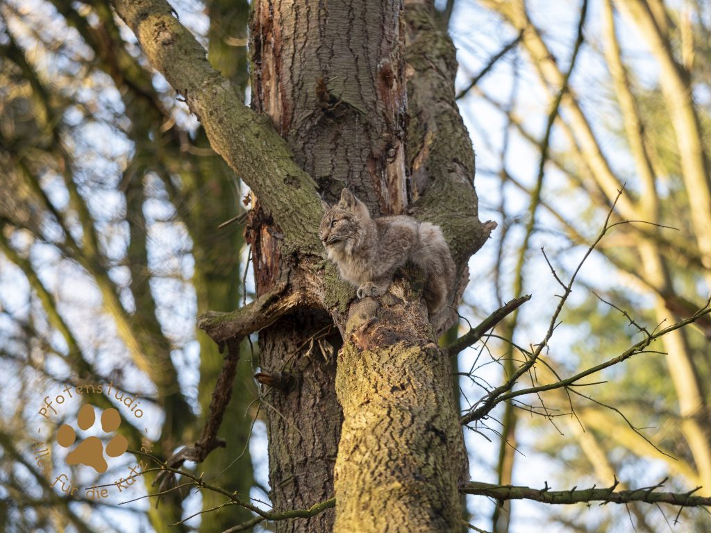 Europ_ischer_Luchs_C180550