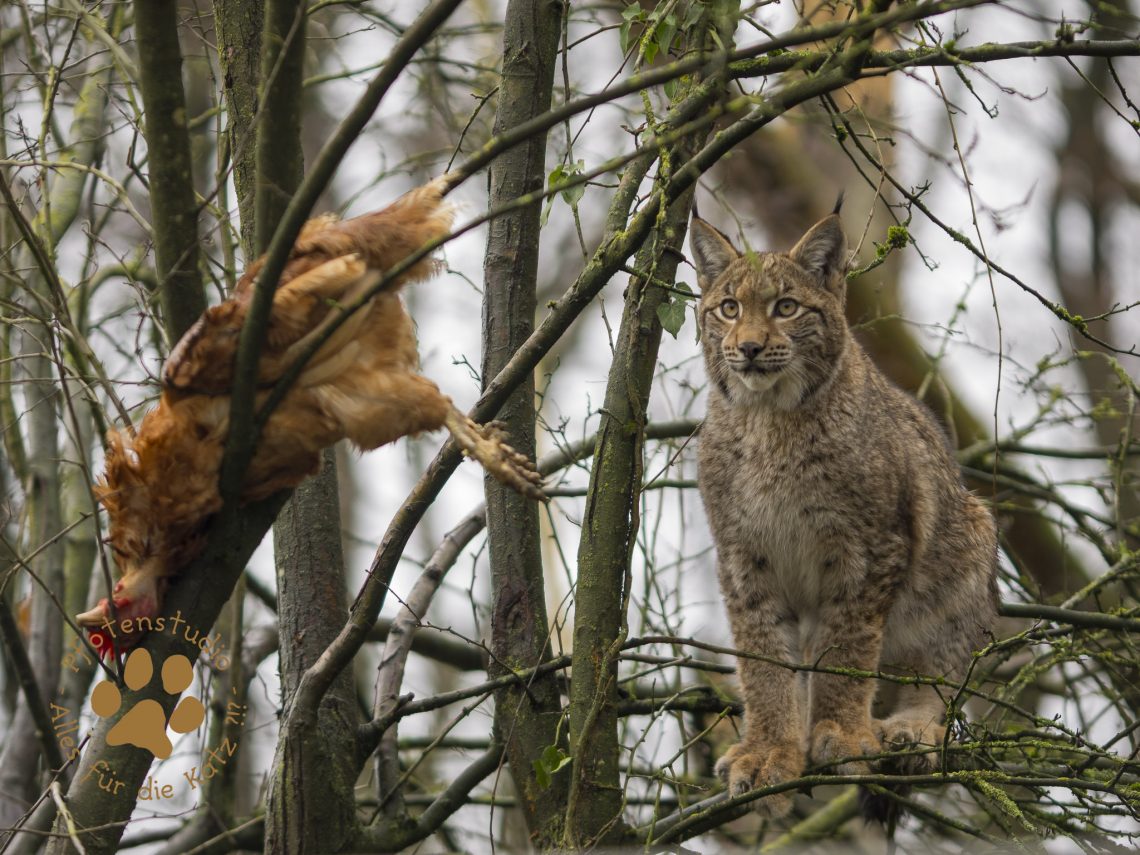 Europ_ischer_Luchs_C240162