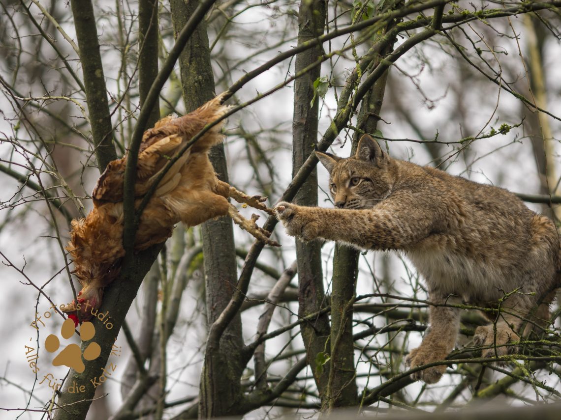 Europ_ischer_Luchs_C240170