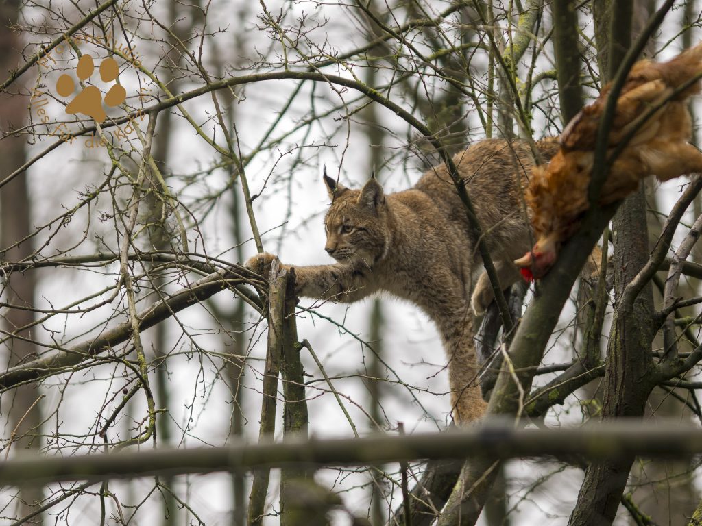 Europ_ischer_Luchs_C240187