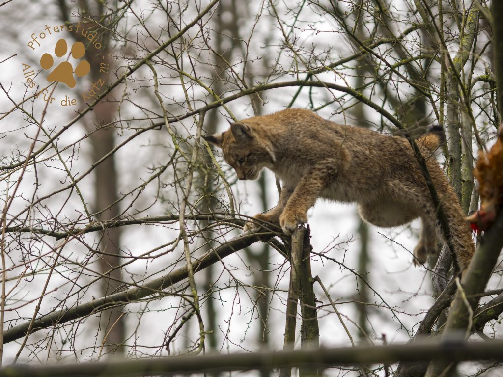 Europ_ischer_Luchs_C240188