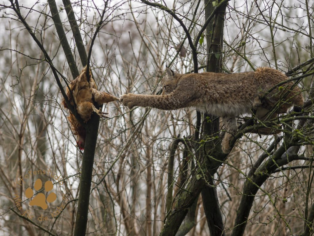 Europ_ischer_Luchs_C240220