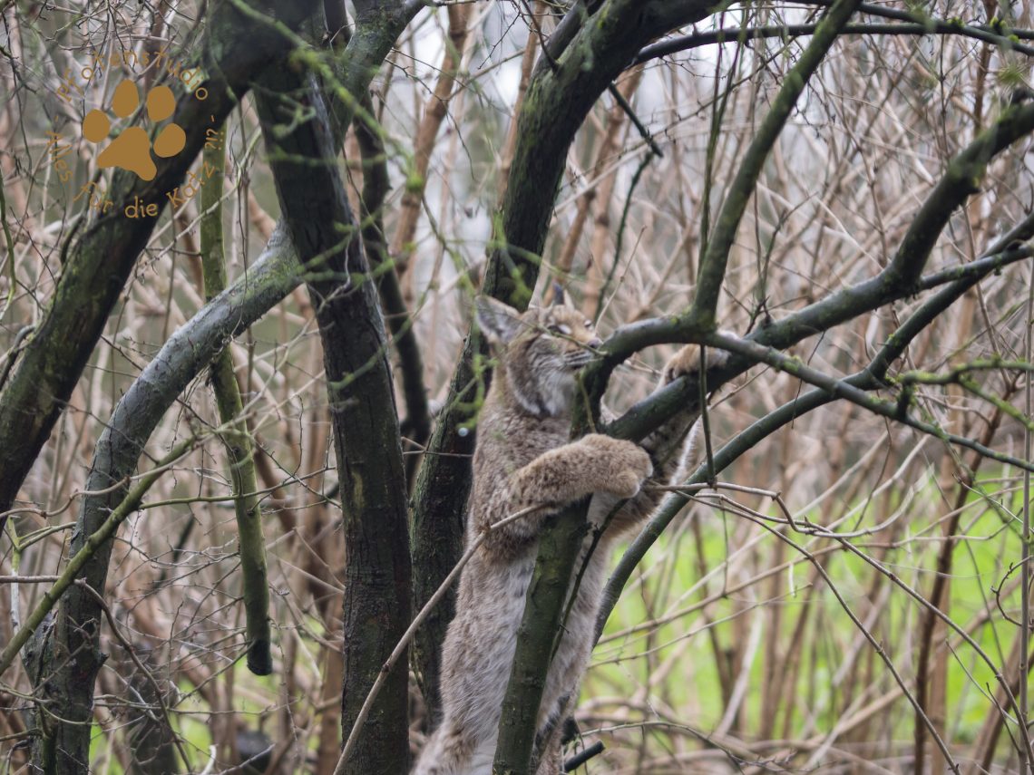 Europ_ischer_Luchs_C240225