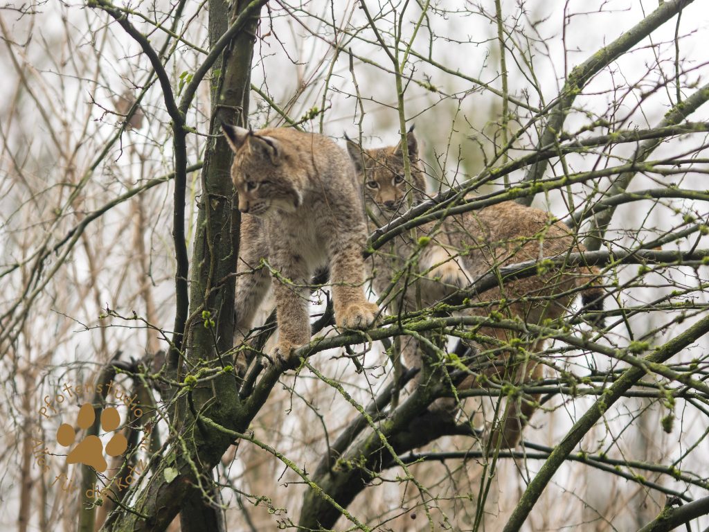 Europ_ischer_Luchs_C240233