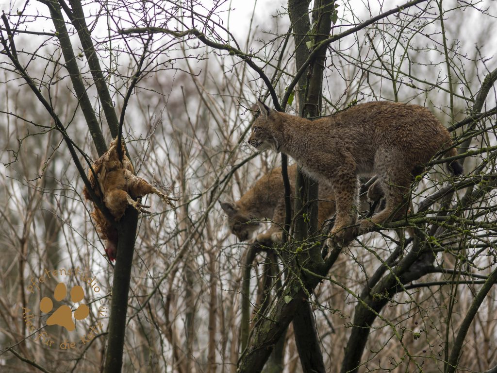 Europ_ischer_Luchs_C240236