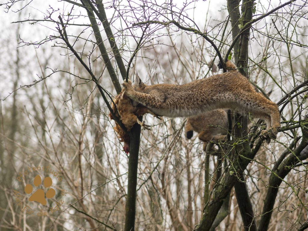 Europ_ischer_Luchs_C240251