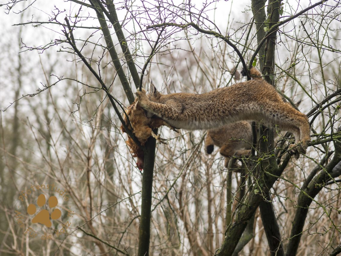 Europ_ischer_Luchs_C240251