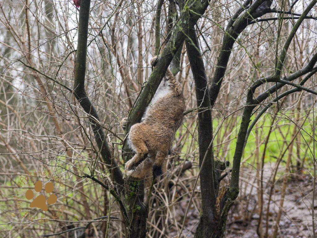Europ_ischer_Luchs_C240256