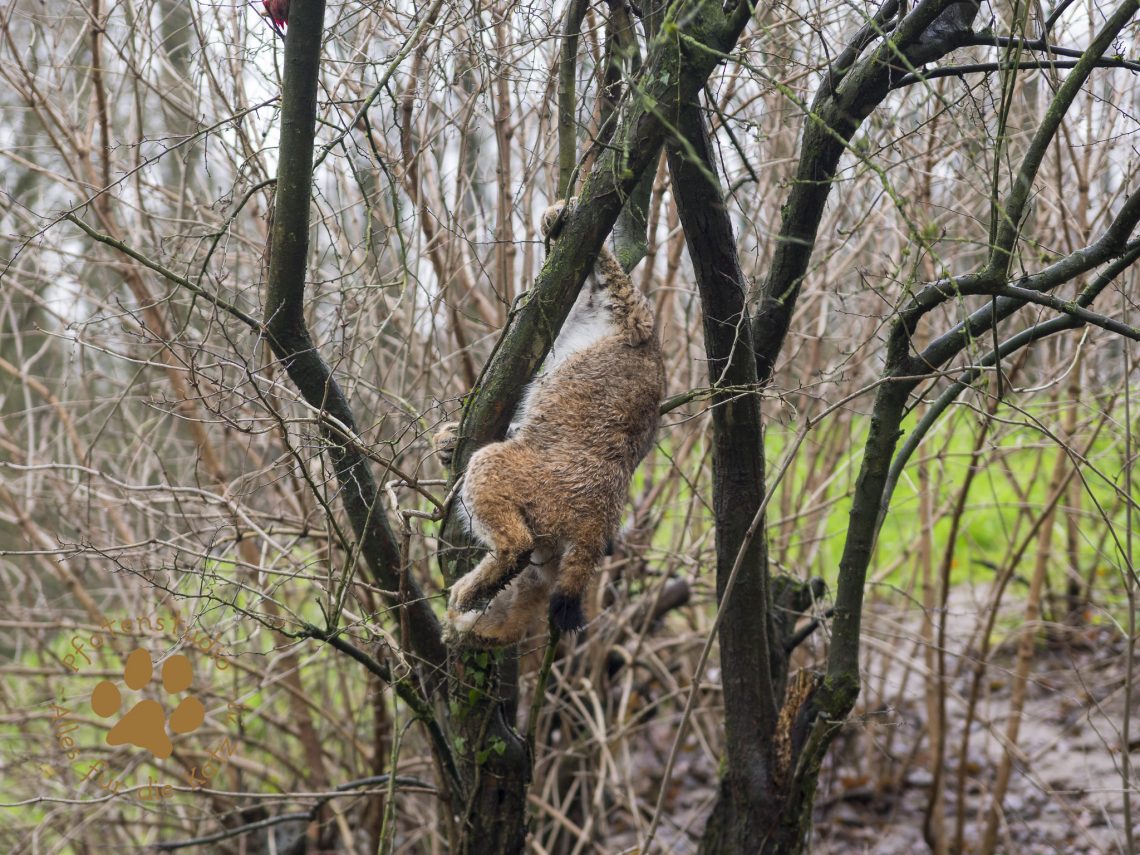 Europ_ischer_Luchs_C240256