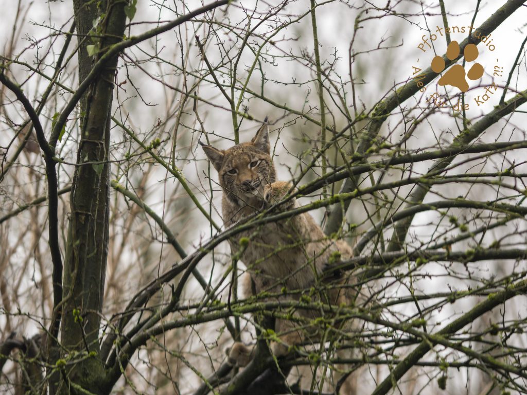 Europ_ischer_Luchs_C240259