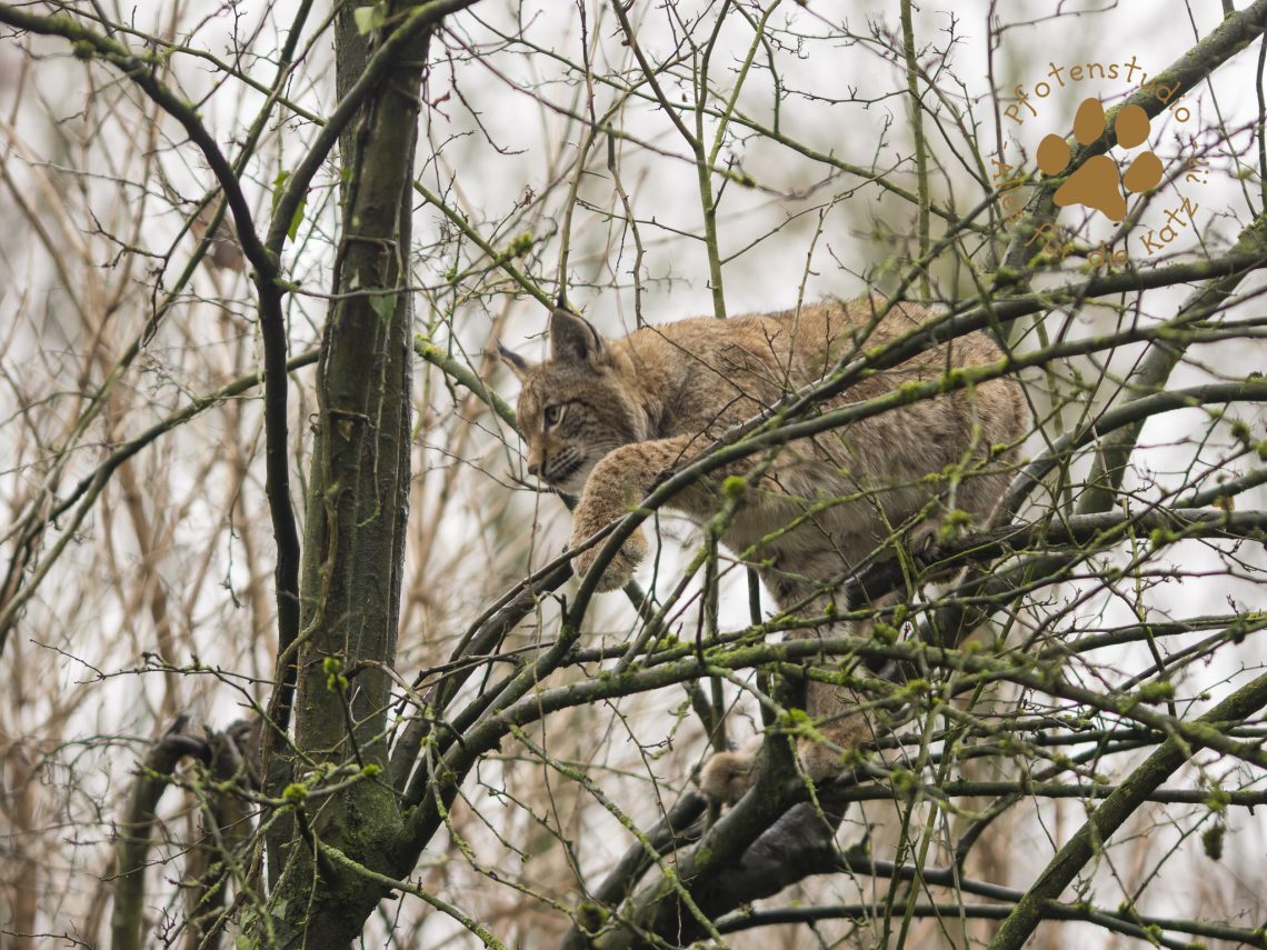 Europ_ischer_Luchs_C240260
