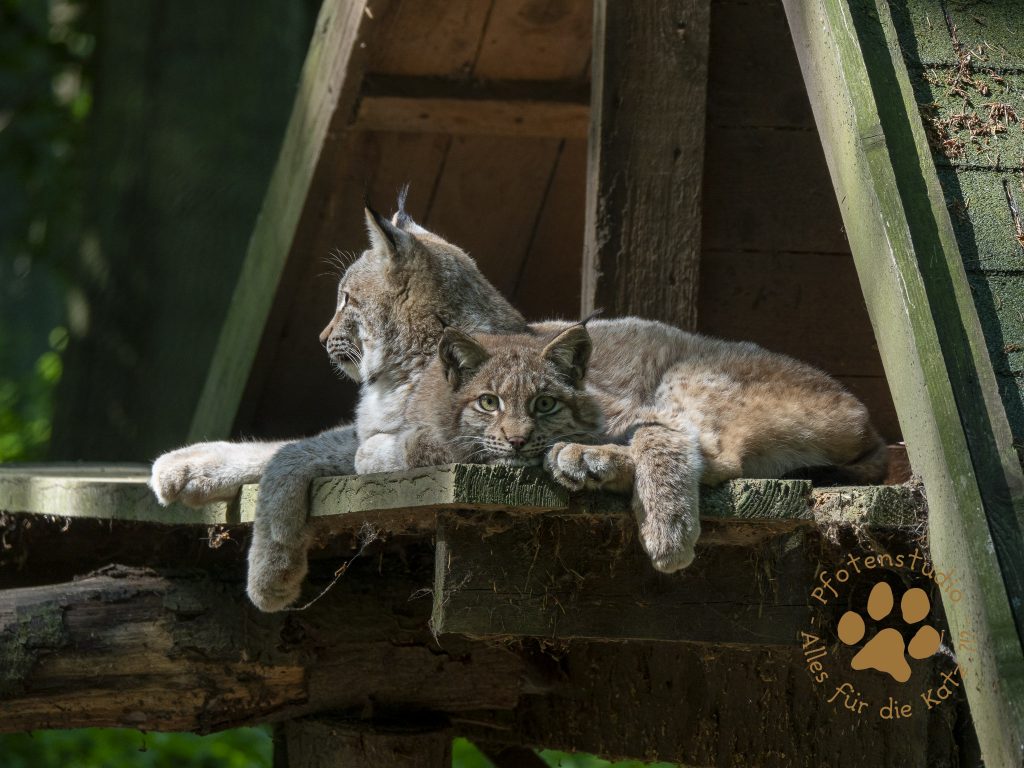 Europ_ischer_Luchsf135656732820190524