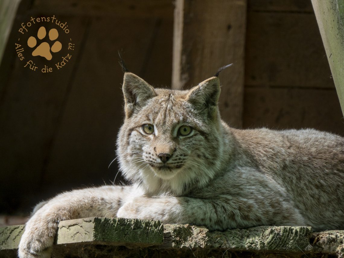 Europ_ischer_Luchsf142296389620190524