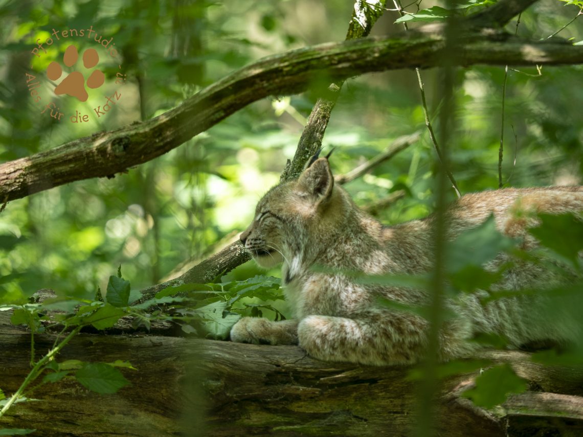 Europ_ischer_Luchsf195730126420190627