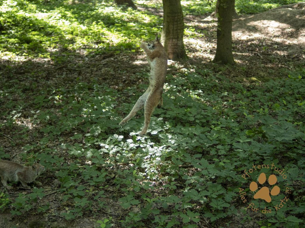 Europ_ischer_Luchsf1980618760