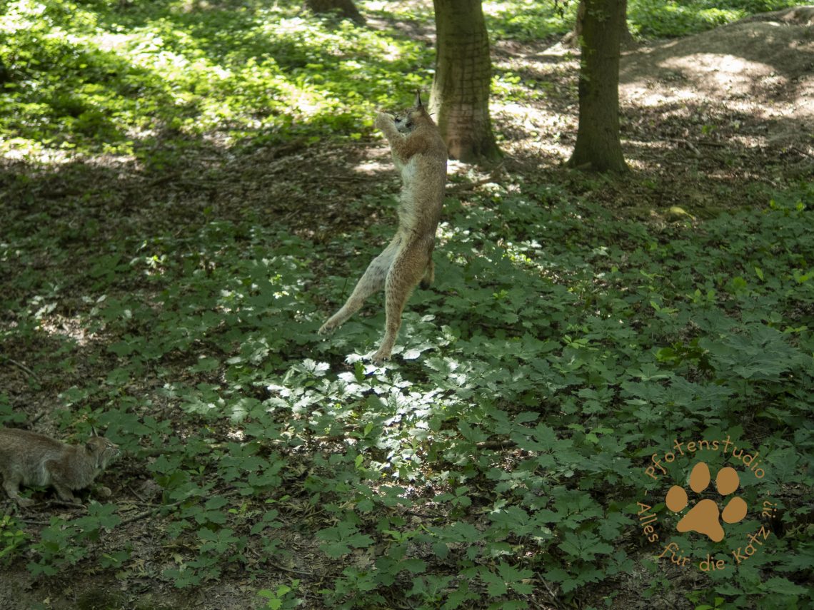 Europ_ischer_Luchsf1980618760