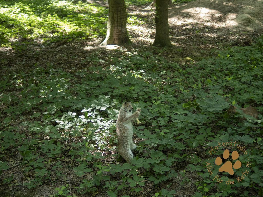 Europ_ischer_Luchsf198071140820190704