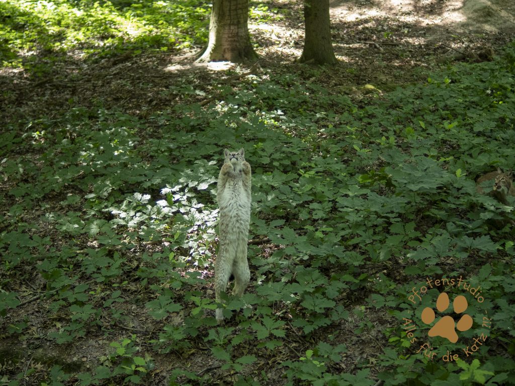 Europ_ischer_Luchsf198077372820190704