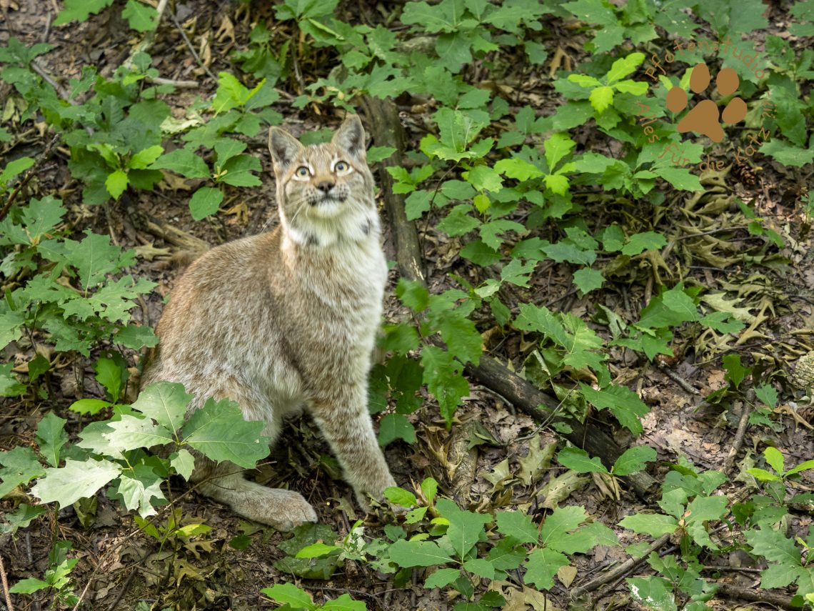 Europ_ischer_Luchsf201436890420190702