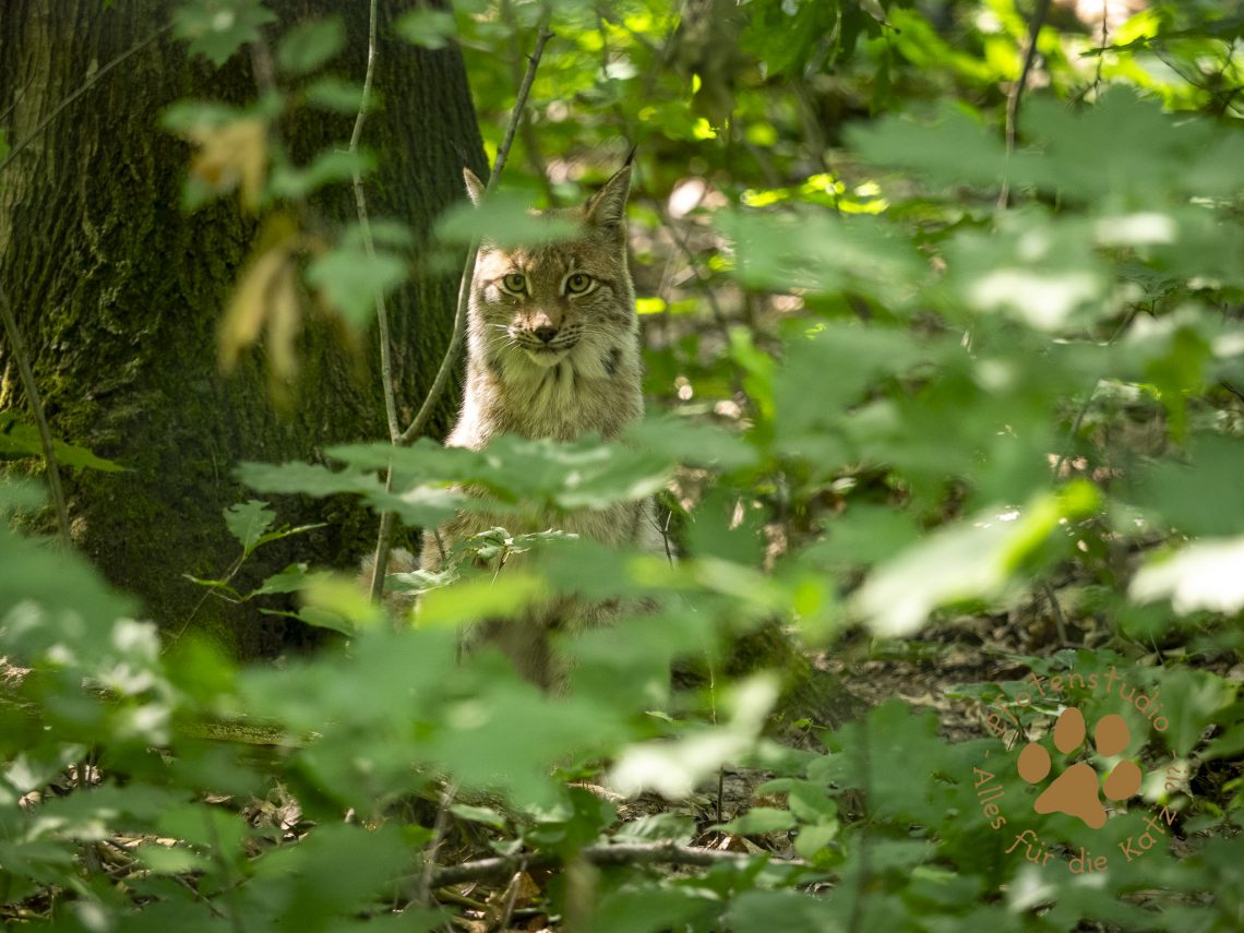 Europ_ischer_Luchsf2015119288