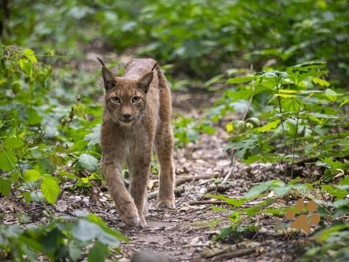 Europ_ischer_Luchsf201577002420190702