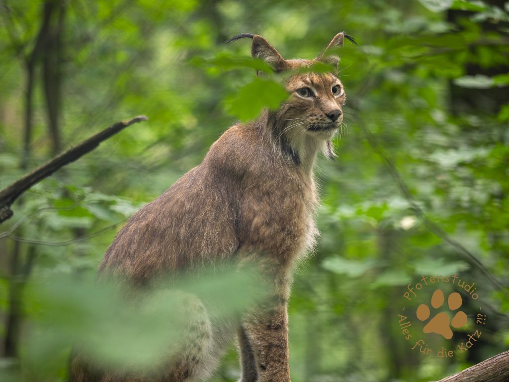 Europ_ischer_Luchsf201657204020190702