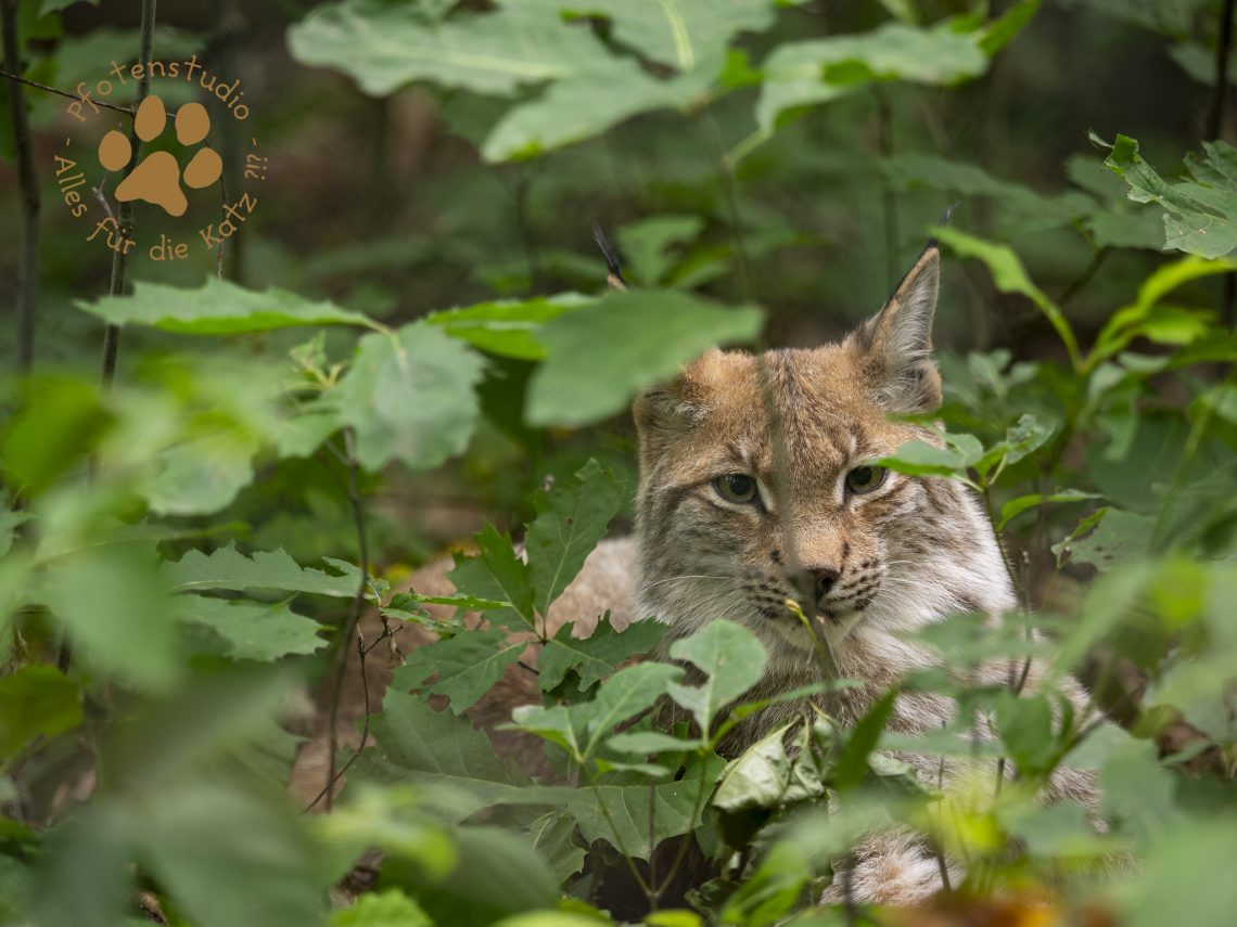 Europ_ischer_Luchsf2079496832