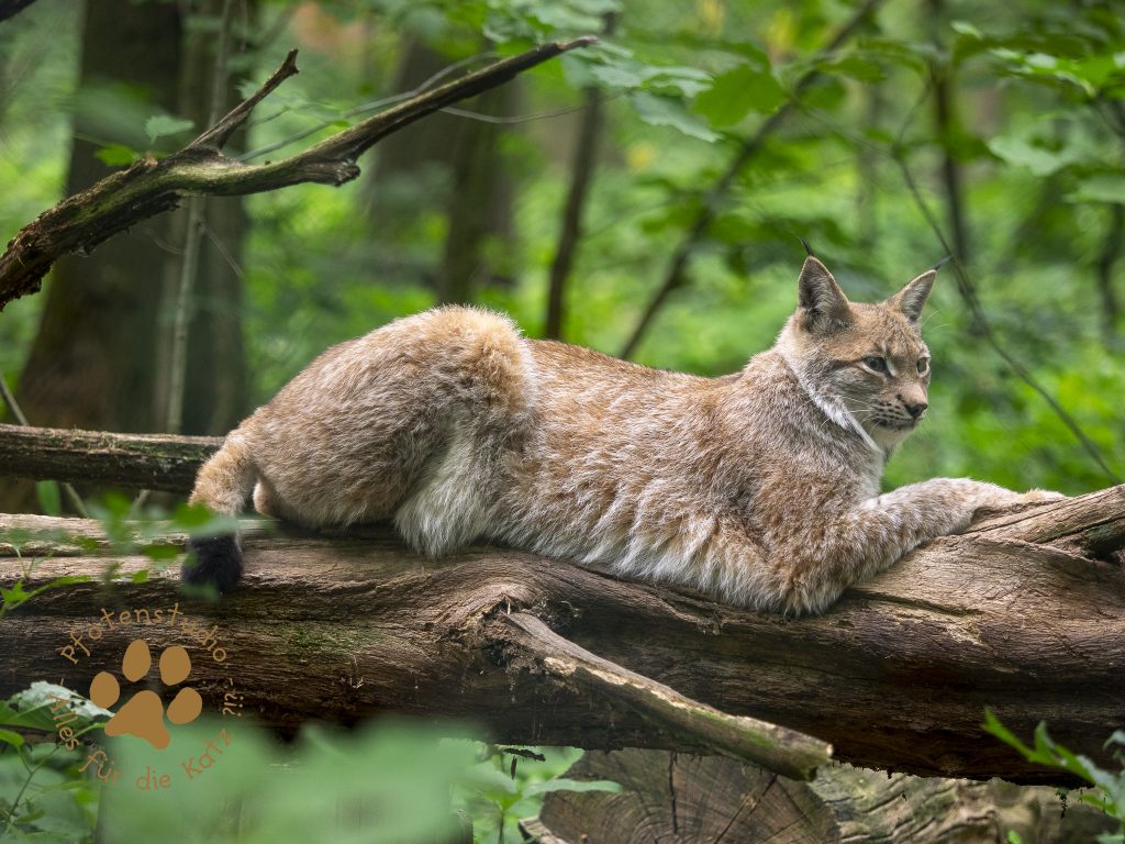 Europ_ischer_Luchsf207986185620190710