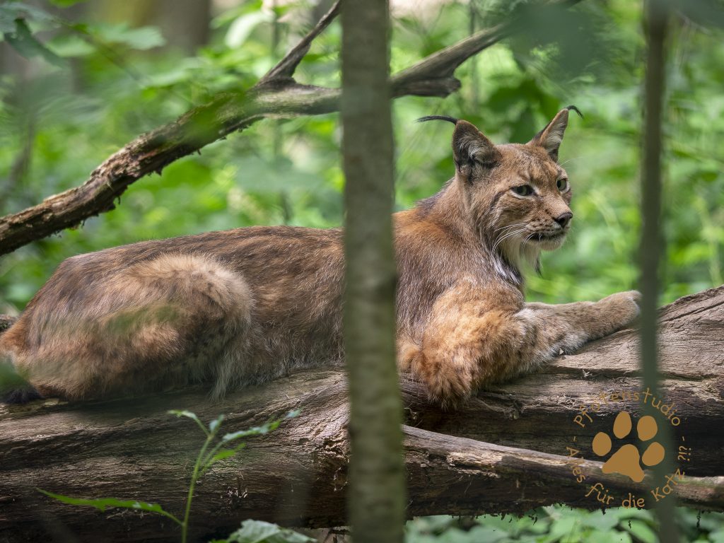 Europ_ischer_Luchsf2080005000