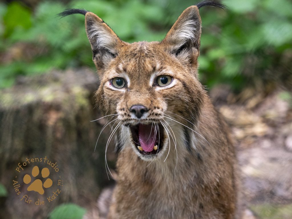 Europ_ischer_Luchsf208343843220190712