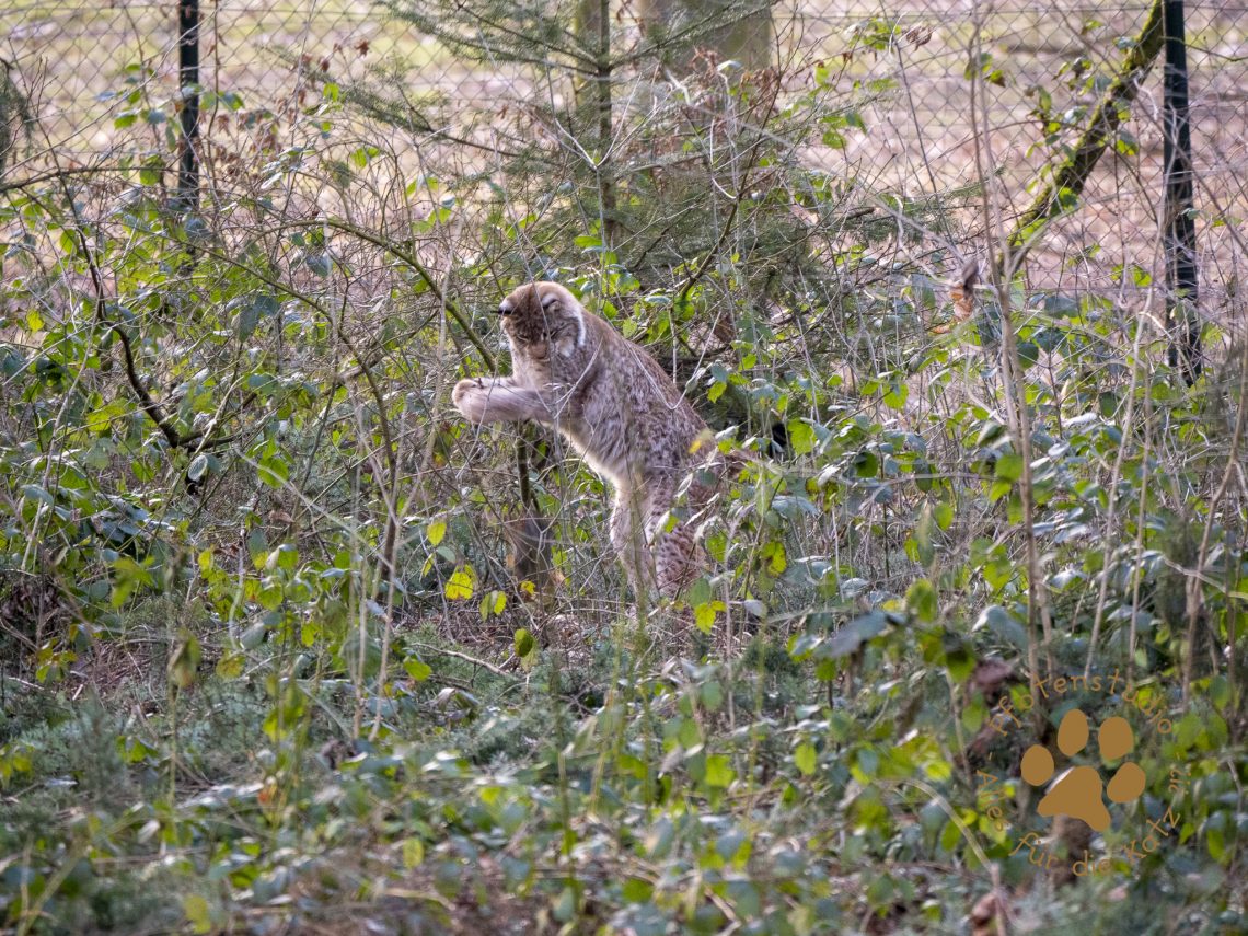 Europ_ischer_Luchsf319972960