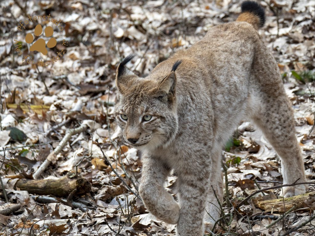 Europ_ischer_Luchsf336075096