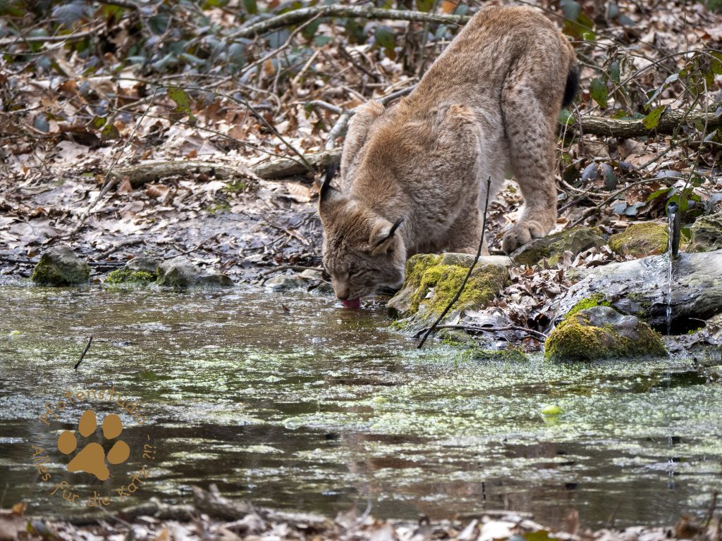 Europ_ischer_Luchsf336268728