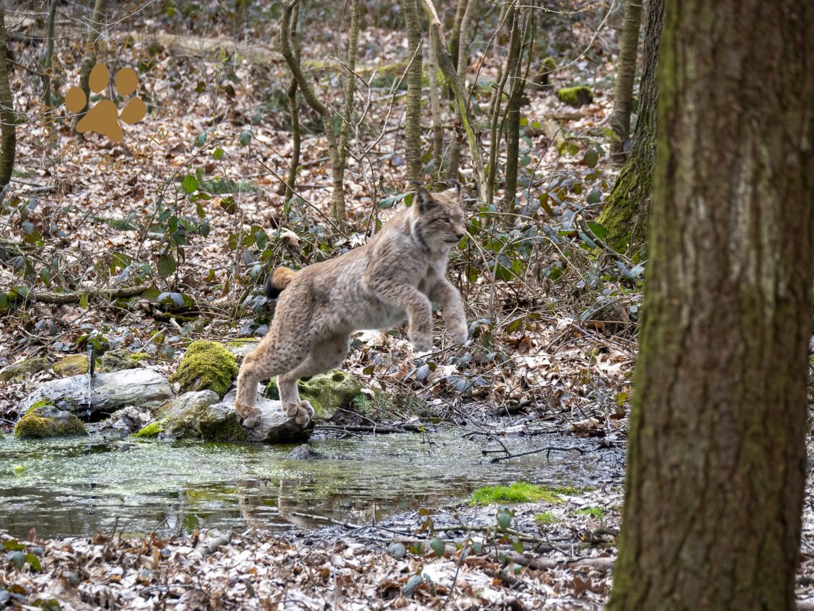 Europ_ischer_Luchsf336346104