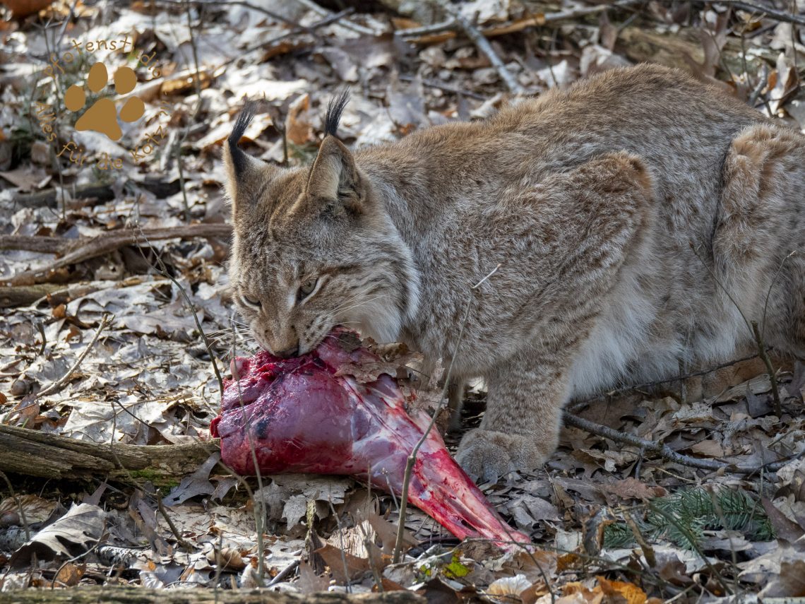 Europ_ischer_Luchsf353622288