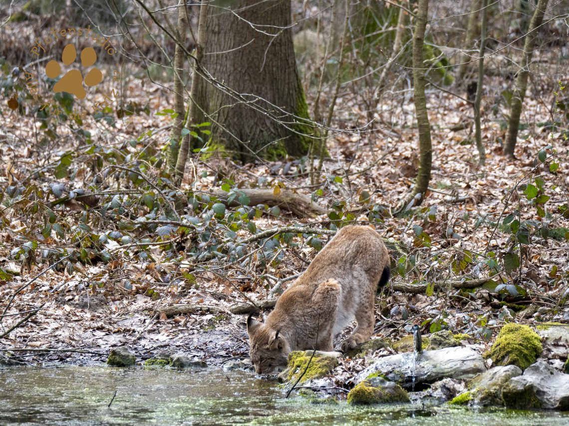 Europ_ischer_Luchsf361328248