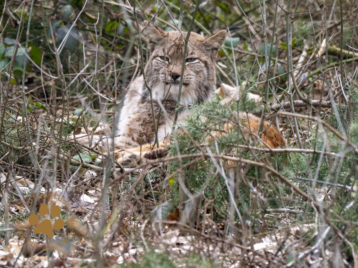 Europ_ischer_Luchsf362916952