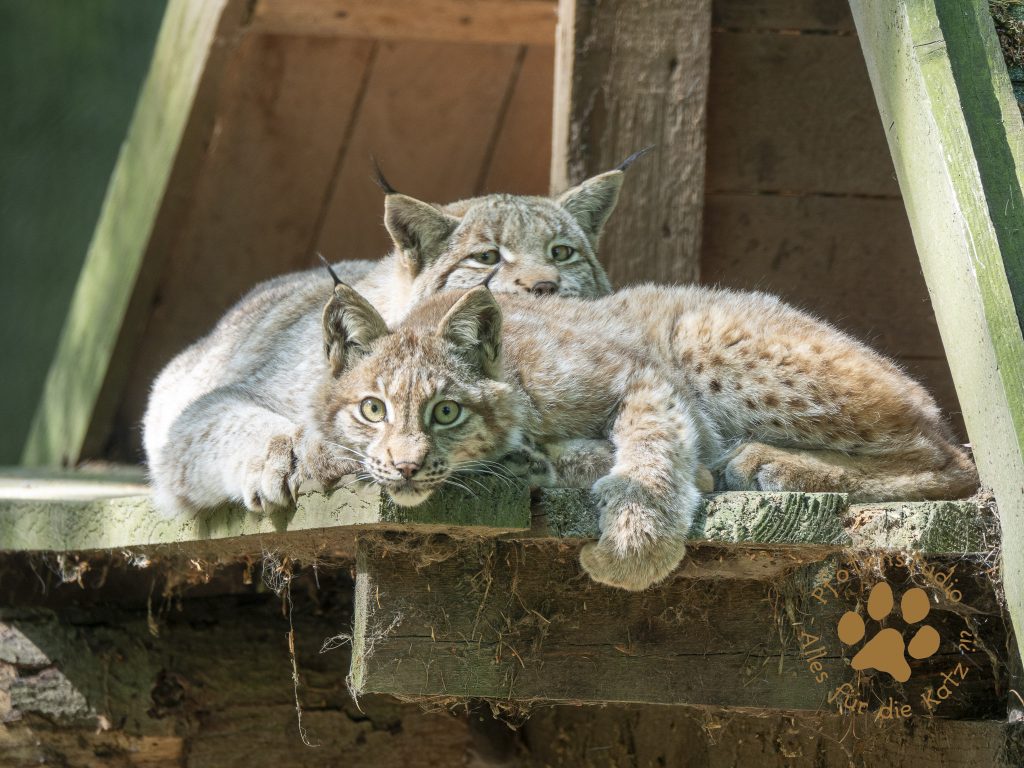 Europ_ischer_Luchsf470788104