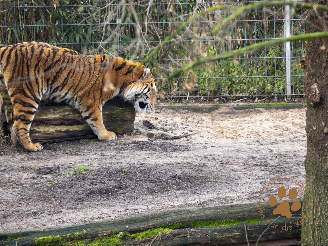 Tigerf182764010420190118