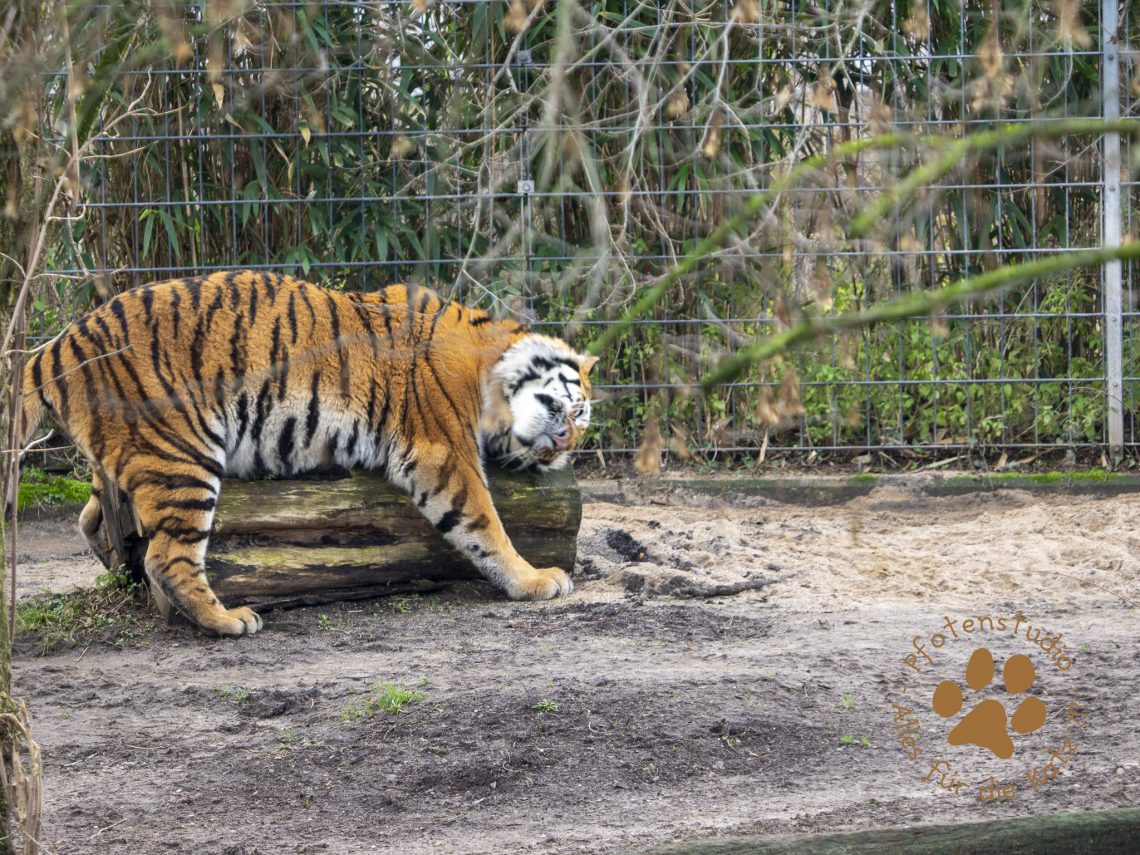 Tigerf182766986420190118