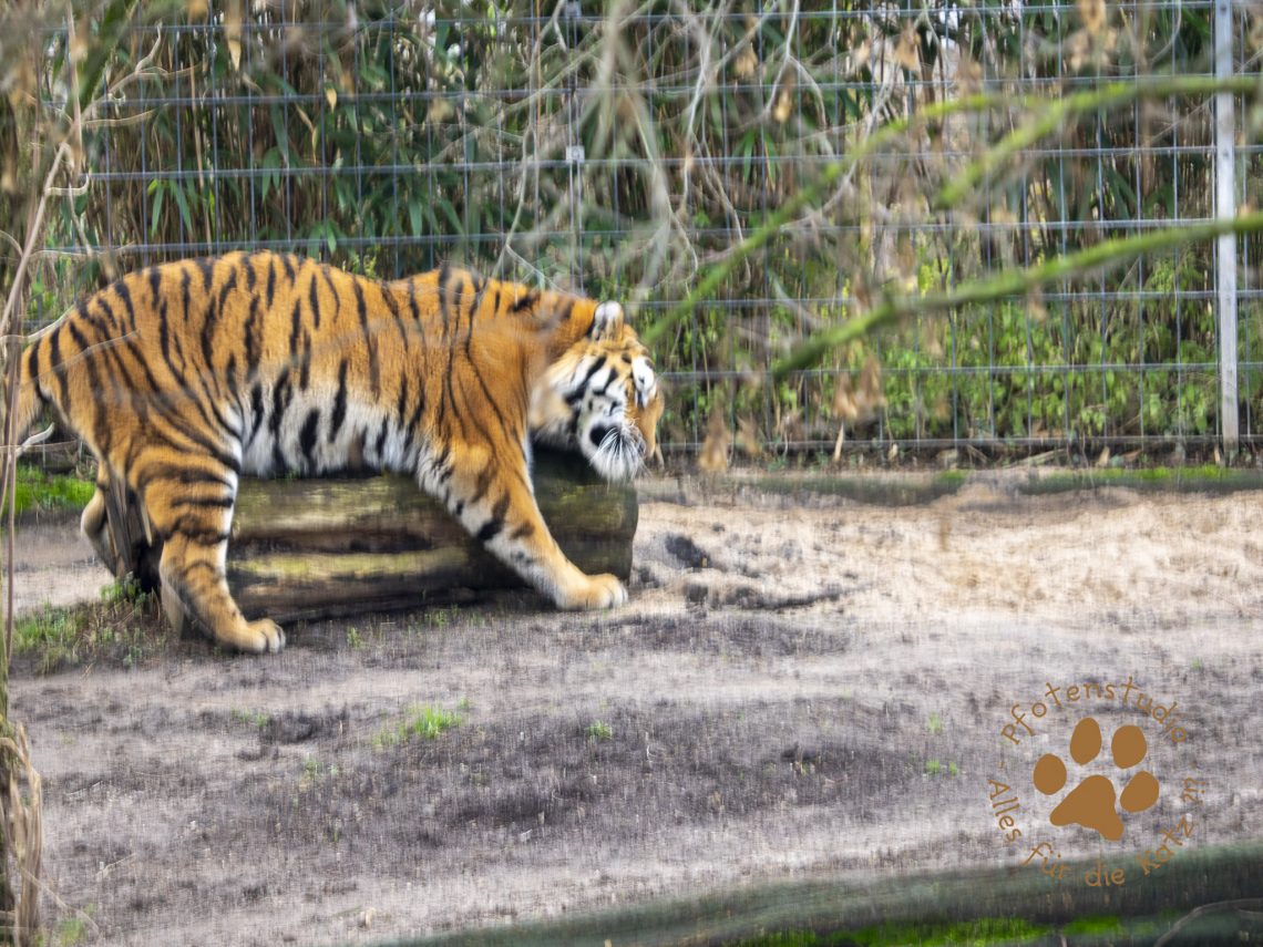 Tigerf182769982420190118