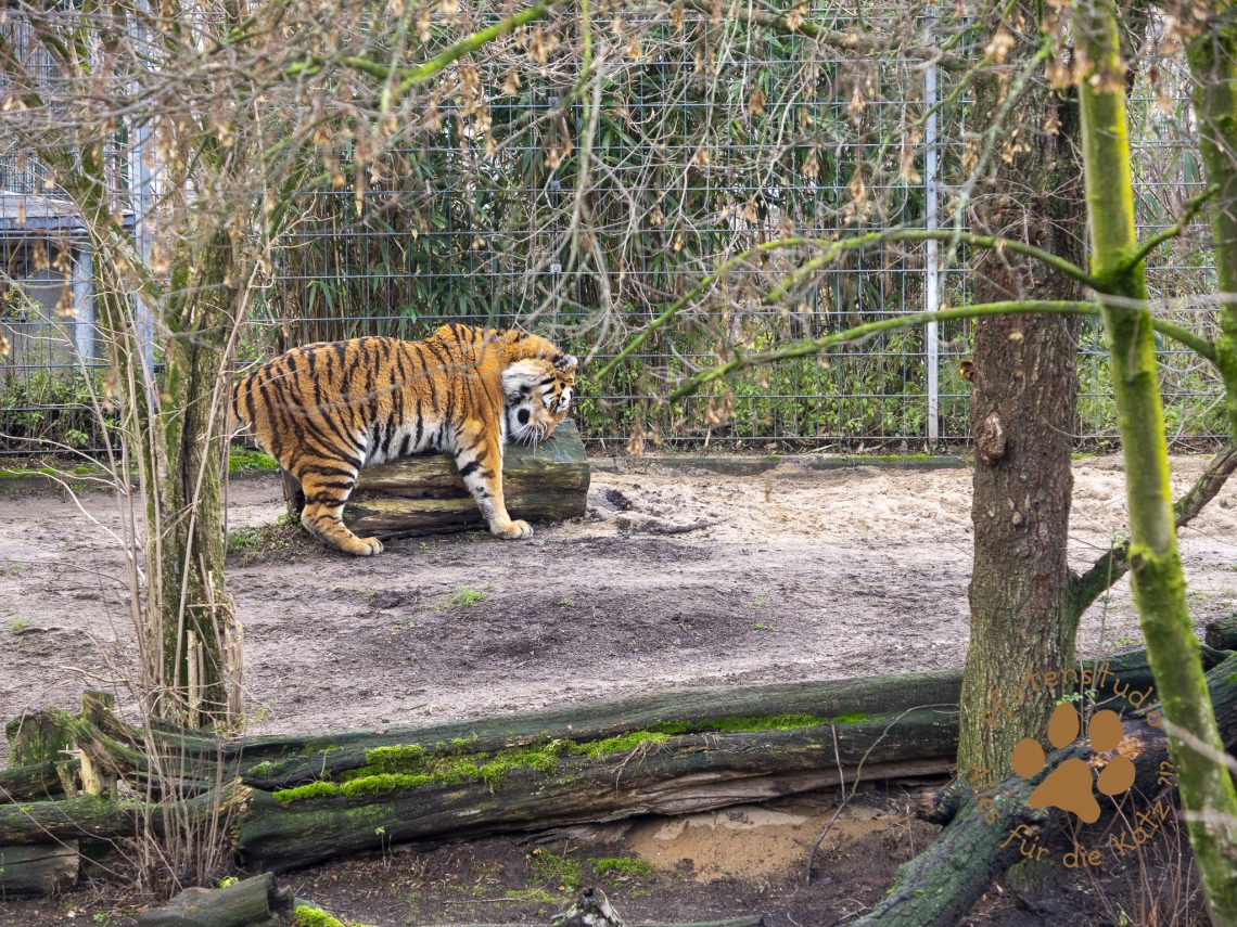 Tigerf182775846420190118