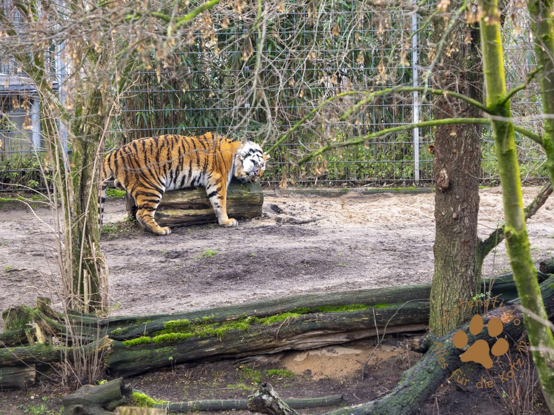 Tigerf182778924820190118