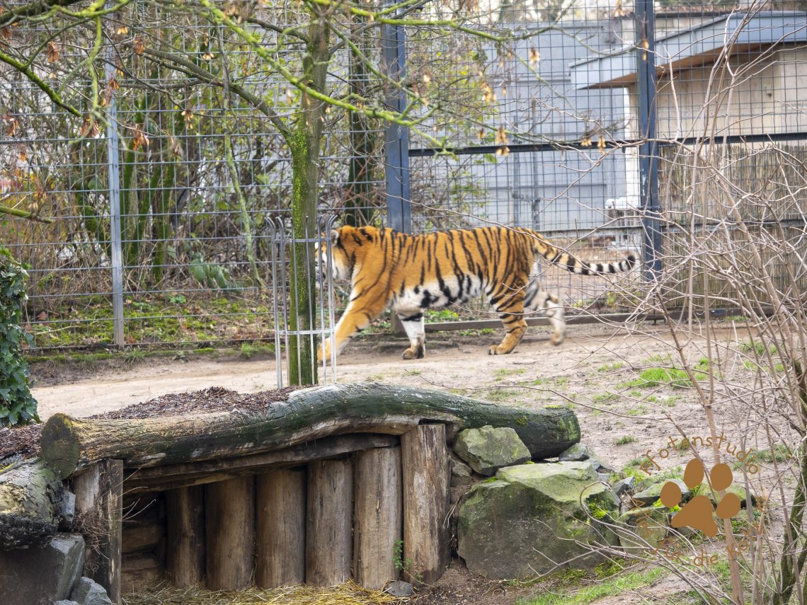 Tigerf182788064020190118